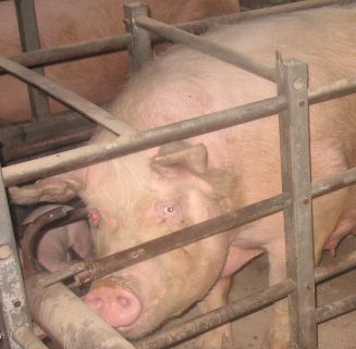 Úřady a policie „podržely“ chovatele, jimž uhynula horkem zvířata