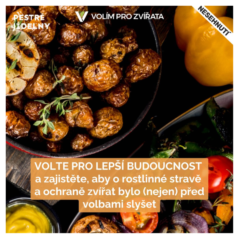 Volím pro zvířata: napište kandidujícím, aby se zavázali*y k ochraně zvířat