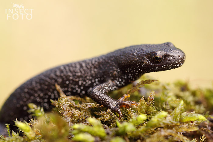 Colek velky triturus cristatus 1821