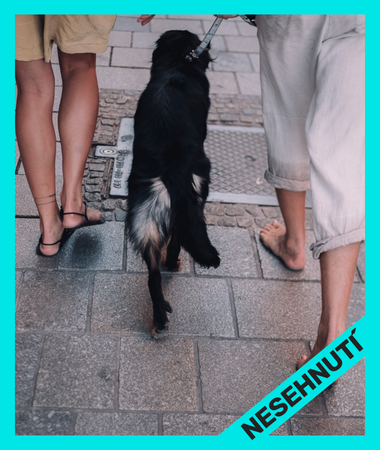 Bok po boku: Jak s námi zvířata žijí v městech, která se oteplují